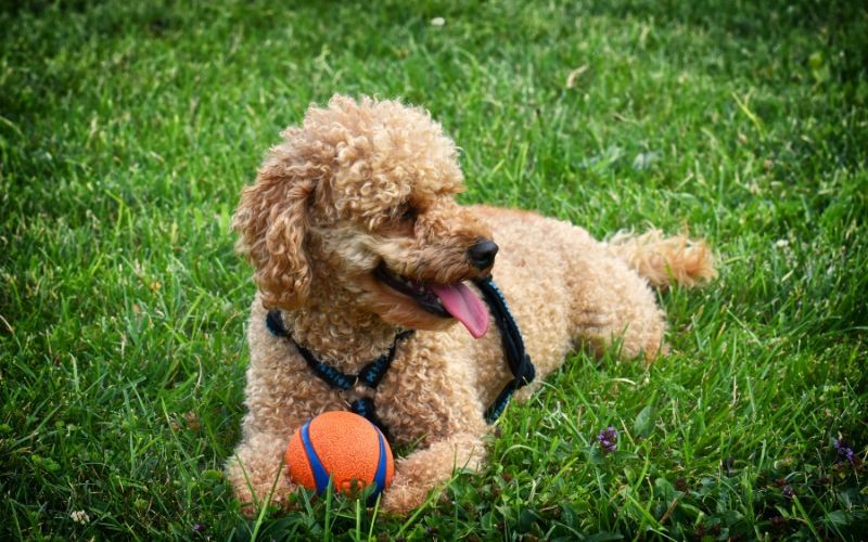 ドッグランのマナー：すべての飼い主が知っておくべきこと
